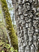 31st Mar 2023 - Tree textures 