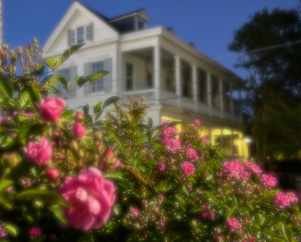 French roses and moody shot of an old Charleston house by congaree