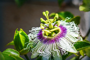 1st Apr 2023 - Passion fruit and bud