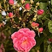 French roses are blooming again by congaree