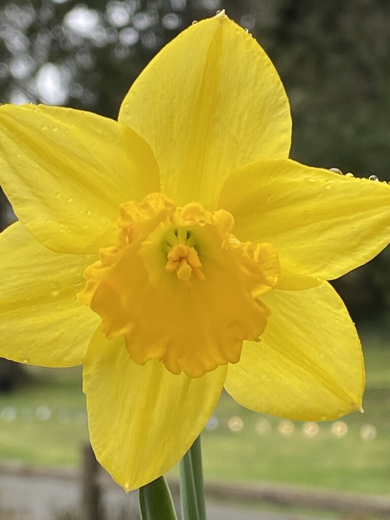 Daffodil  by clay88