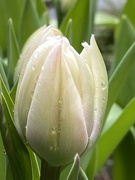 13th Mar 2023 - Tulip