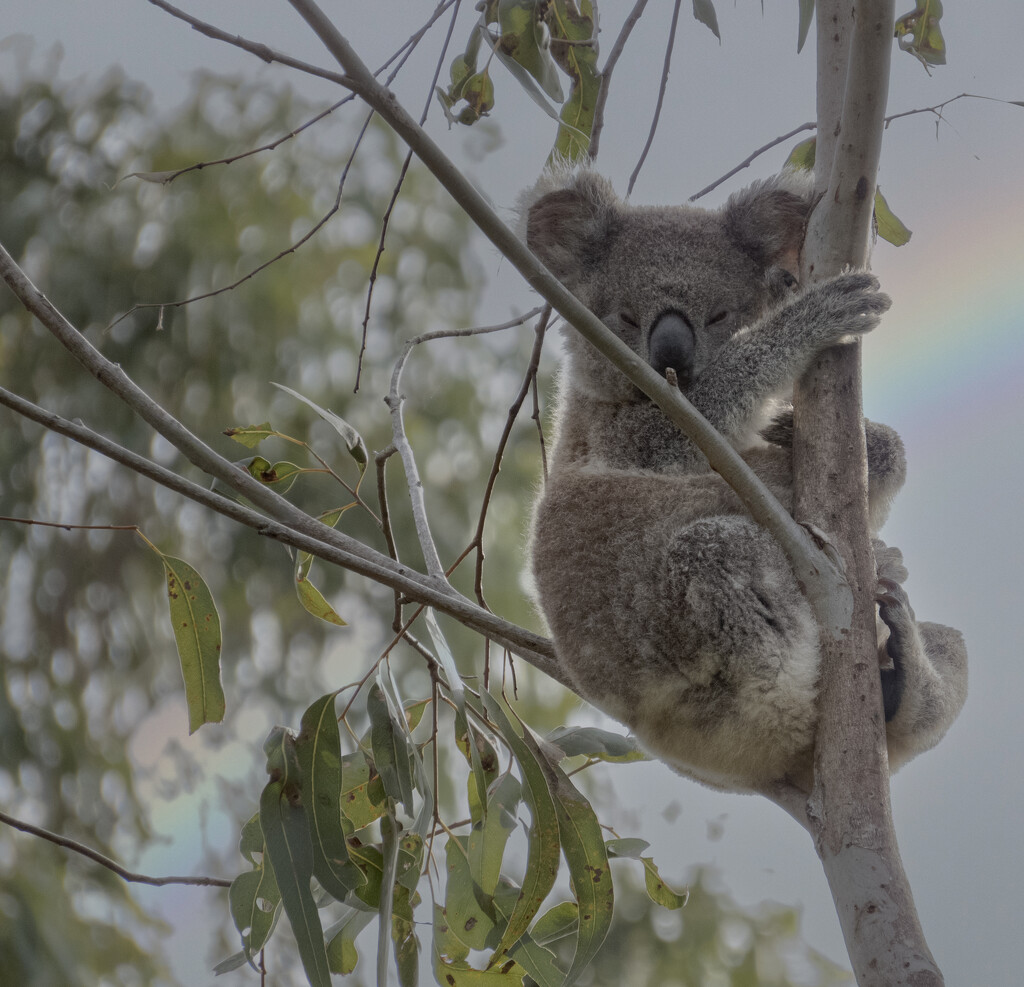 30 days starts now by koalagardens
