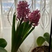 Hyacinth  by loweygrace