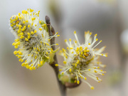 31st Mar 2023 - The willow catkins