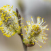 The willow catkins by haskar
