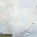 Roulettes by briaan