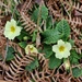 primrose and dead bracken by christophercox