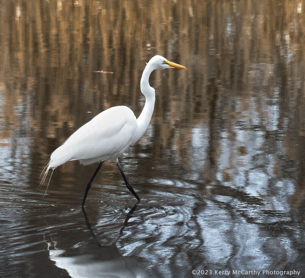 The egrets are returning too! by mccarth1