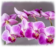 1st Apr 2023 - Miniature Orchid
