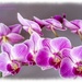 Miniature Orchid by carolmw