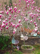 30th Mar 2023 - A Magnificent Magnolia