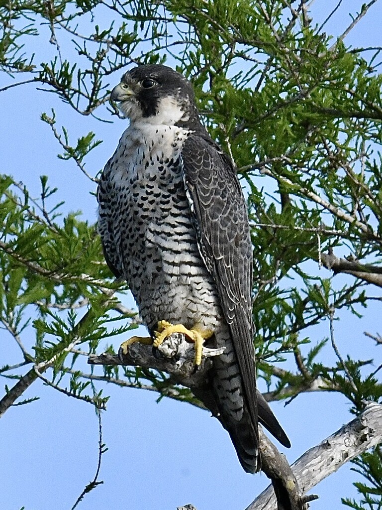 Peregrine Falcon by kathyladley