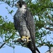 Peregrine Falcon by kathyladley