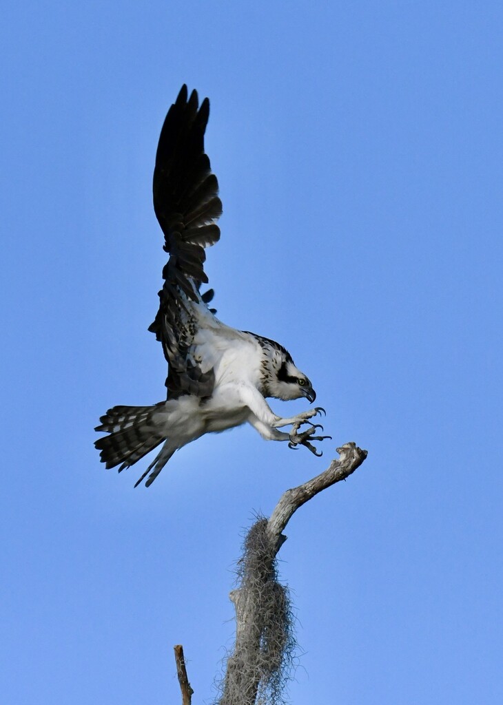 Osprey Landing by kathyladley