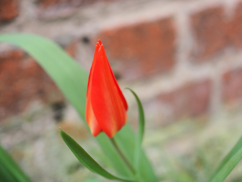 Another majestic tulip by delboy207