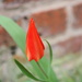 Another majestic tulip by delboy207