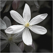 1st Apr 2023 - Armand Clematis