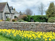 1st Apr 2023 - Daffodils in Dalbeattie 