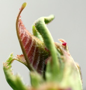 1st Apr 2023 - Leaf Bud