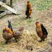 Chickens Galore by cdonohoue