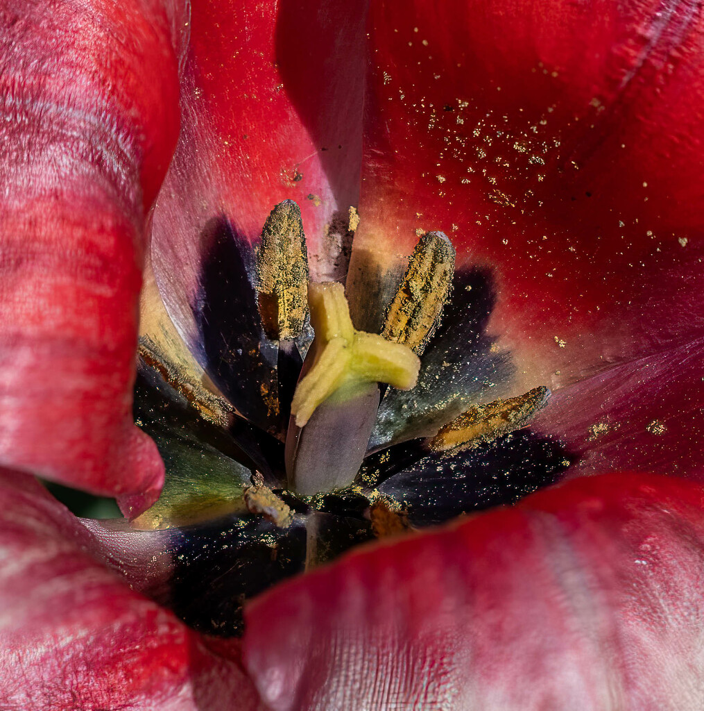 Tulip - Inside View by cdonohoue