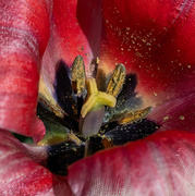 28th Mar 2023 - Tulip - Inside View