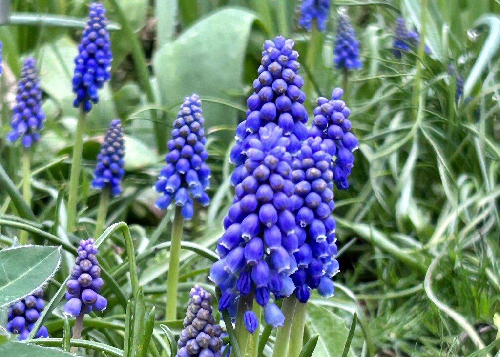 Muscari by phil_sandford