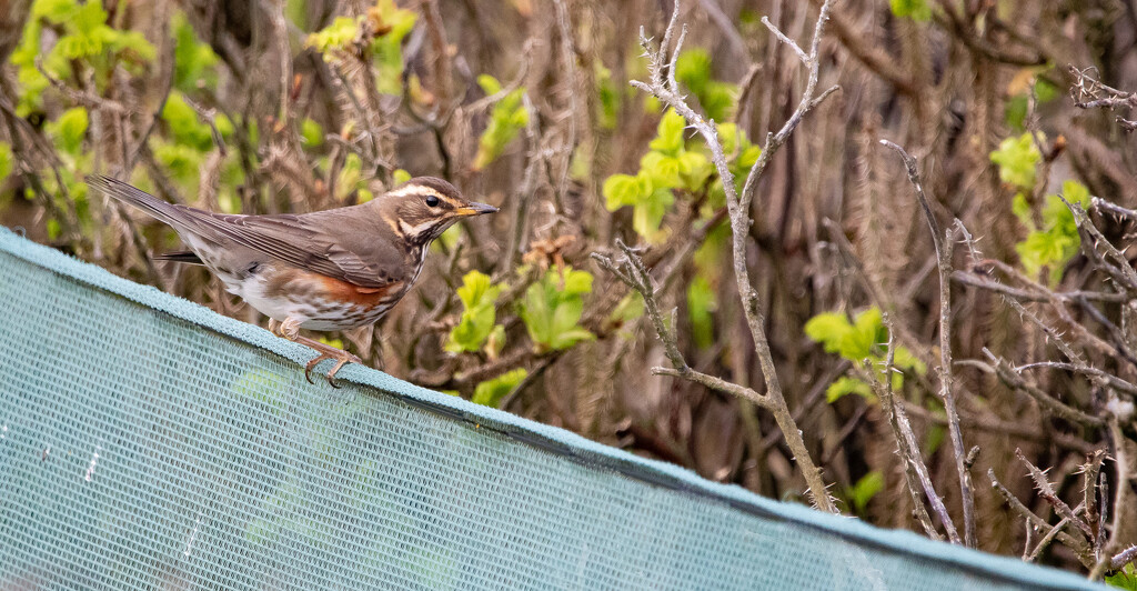 Redwing by lifeat60degrees