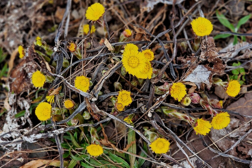 coltsfoot by christophercox