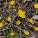 coltsfoot by christophercox