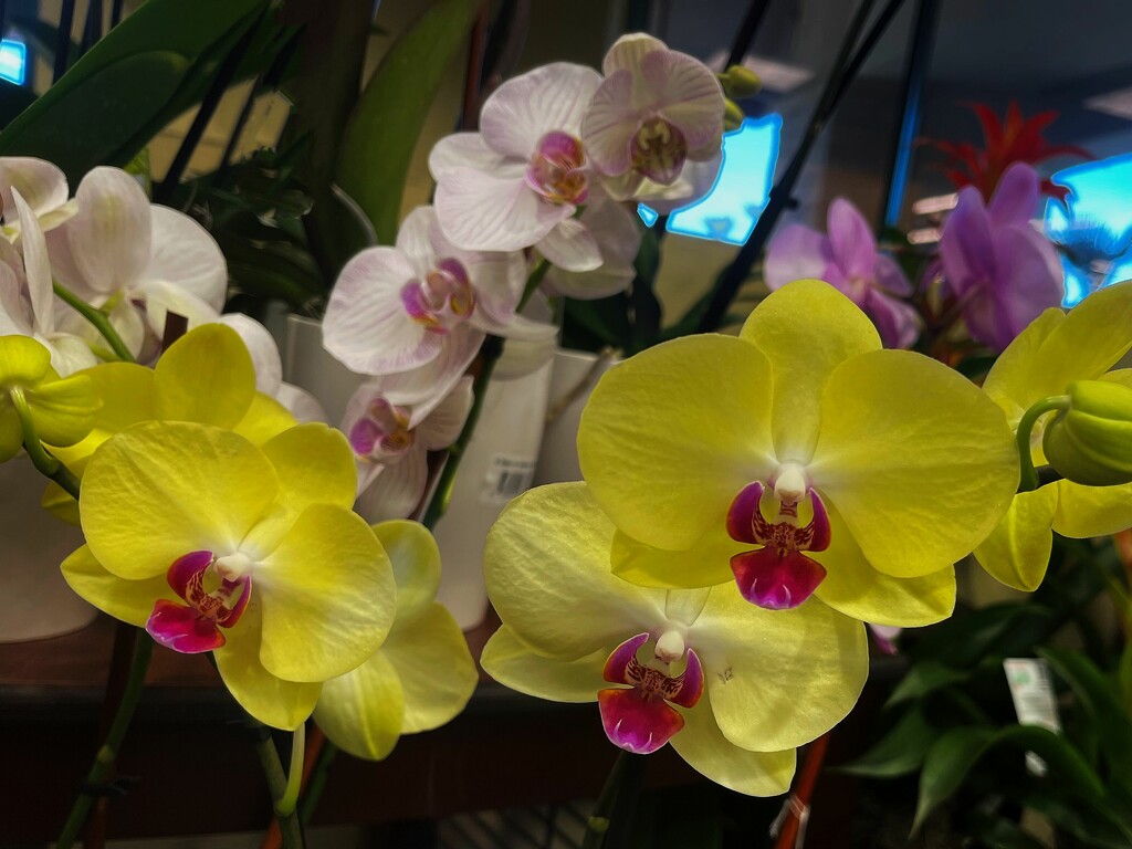 Yellow and white orchids by sandlily