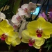 Yellow and white orchids by sandlily