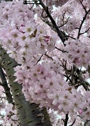 1st Apr 2023 - Cherry Blossom