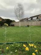 1st Apr 2023 - My garden 1 