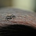Day 81: Little Spider by jeanniec57