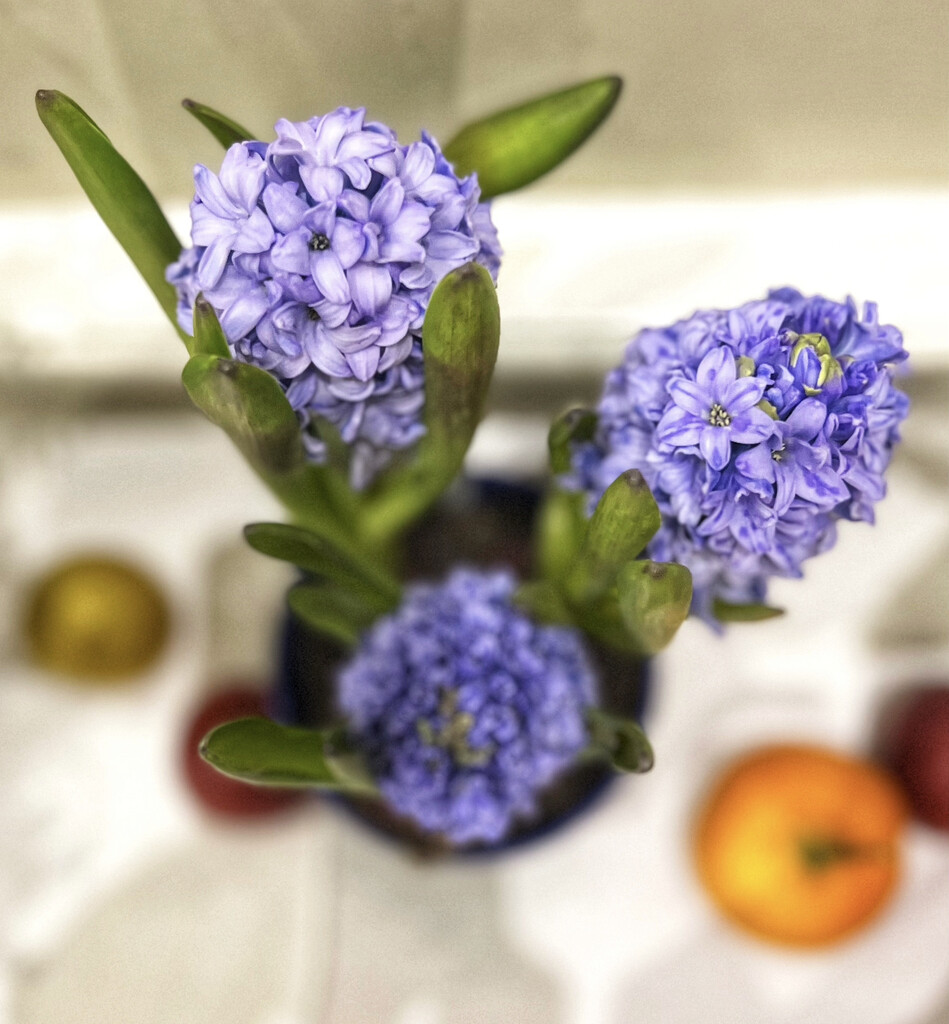 Hyacinth Still  by rensala