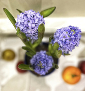 1st Apr 2023 - Hyacinth Still 