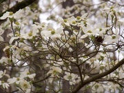 2nd Apr 2023 - Dogwood blossoms...