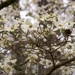 Dogwood blossoms... by marlboromaam