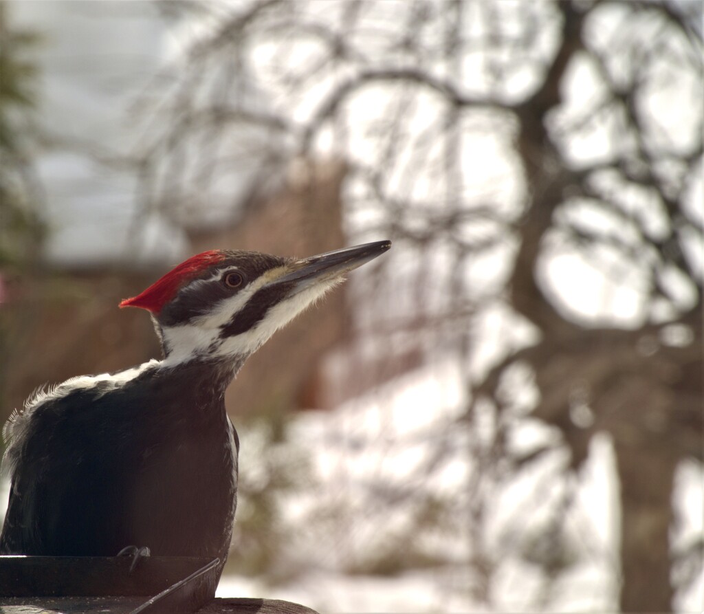 Female Pileated Woodpecker  by radiogirl