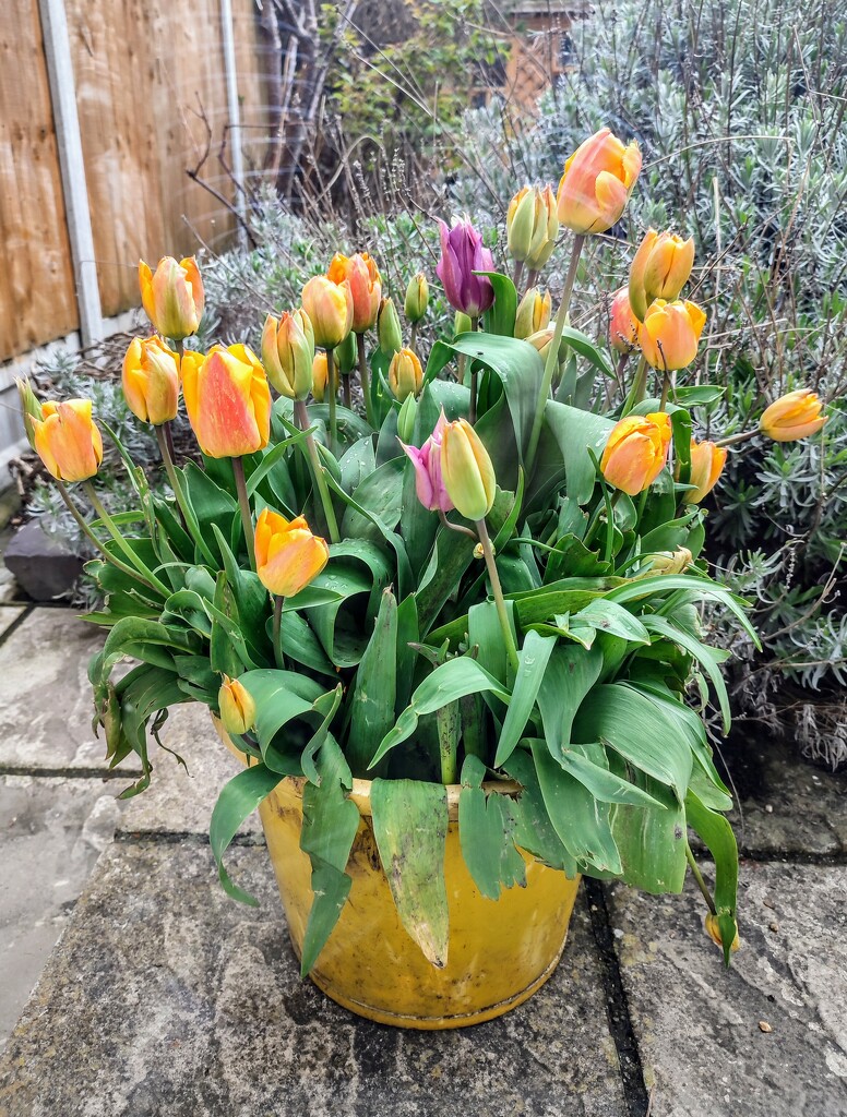 Tulips in a bucket  by boxplayer