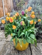 1st Apr 2023 - Tulips in a bucket 
