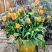 Tulips in a bucket  by boxplayer