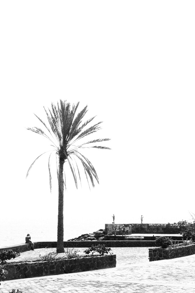 Lonely palm tree by antonios