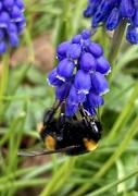 1st Apr 2023 - Bumble bee