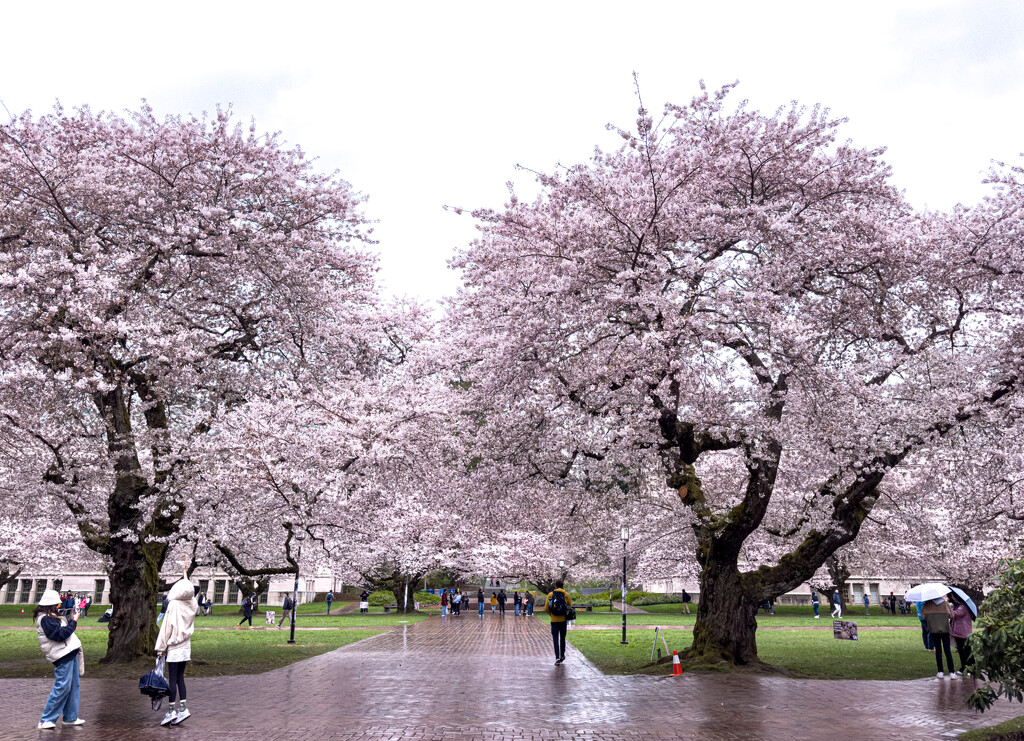 Under the cherry blossoms by cristinaledesma33