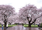 1st Apr 2023 - Under the cherry blossoms