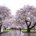 Under the cherry blossoms by cristinaledesma33