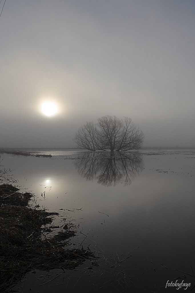 Morning fog ... reflections ... sunrise by fayefaye